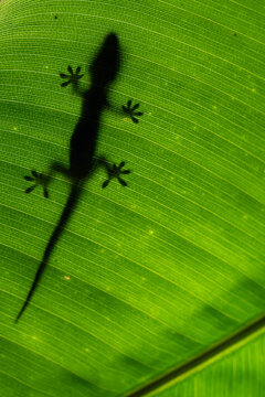 Wildlife gecko in a leaf