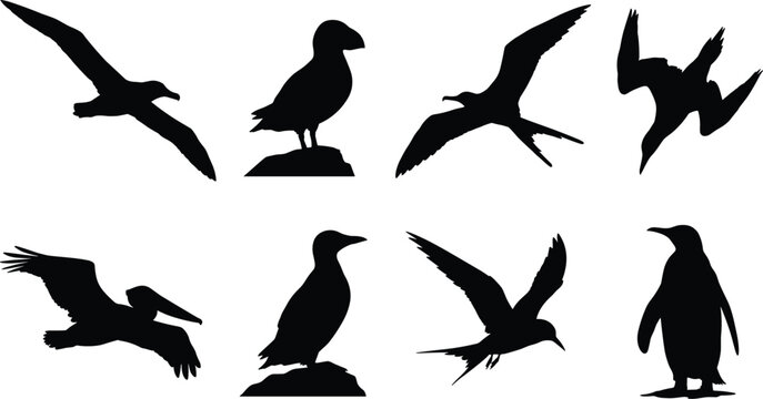 Sea birds and marine waterfowl silhouette set featuring puffin penguin seagull pelican on white background