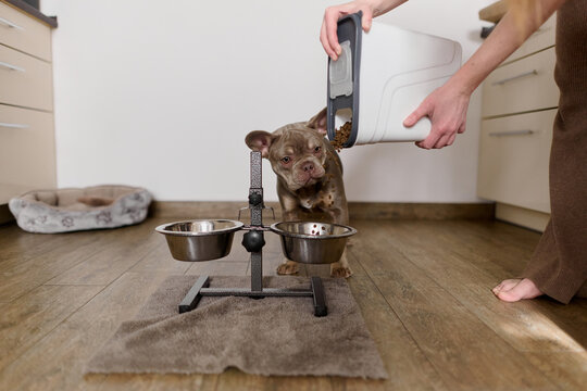 Feeding dog at home with raised bowls