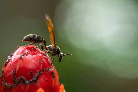Wasp in a tropical environment 