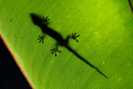 Animal silhouette in a leaf