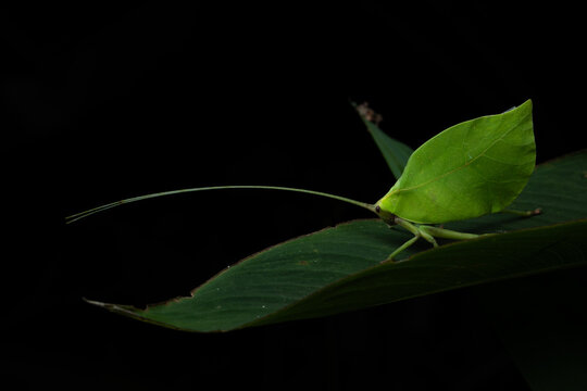 Bush cricket Leaf insect