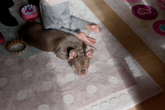 Dog resting on rug at home
