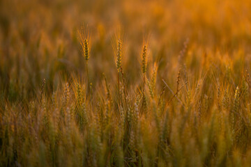 Obraz premium Wheat ear reaches golden sky. Wheat spike stays sharp. Warm wheat meets bokeh. Summer wheat fills field.
