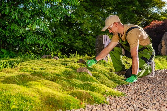 Gardener works on mossy ground while planting small rocks in garden area