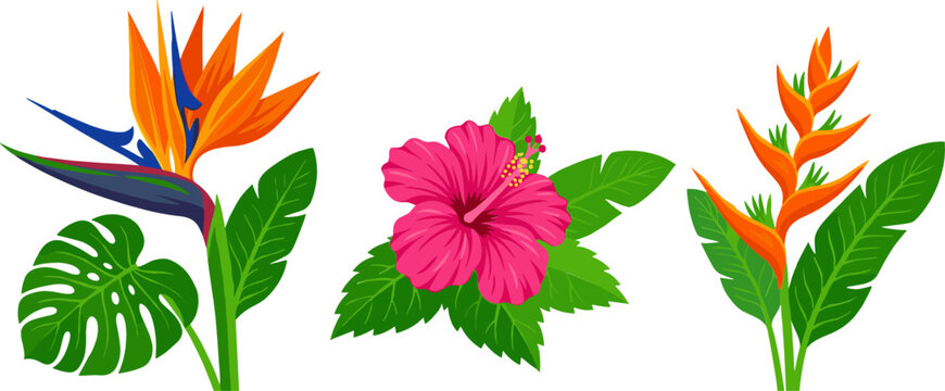 Tropical Flowers Vector Illustration Set Featuring Orange Bird of Paradise Pink Hibiscus and Orange Heliconia with Monstera Leaves for Exotic Botanical Designs