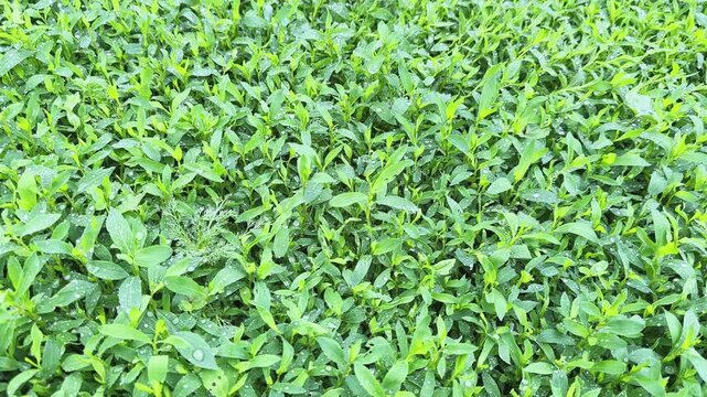 Meadow overgrown with knotgrass covered with water drops close-up