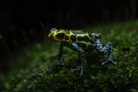 Colorful frog macro photography