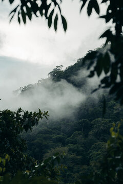 Cloud Forest Landscape