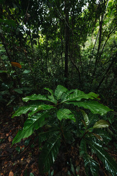 Giant leafs in a tropical rainforest