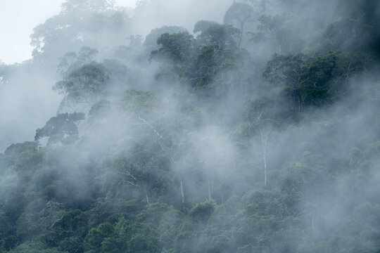 Cloud Forest Landscape