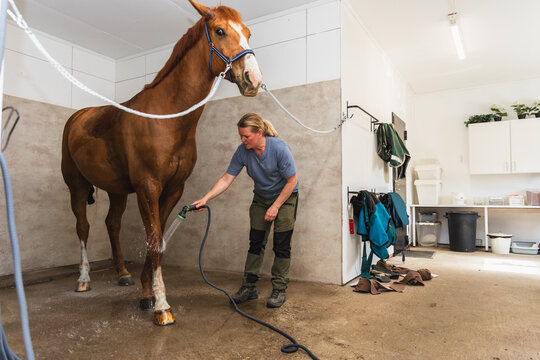 Washing Horse Legs in Stable Wash Bay