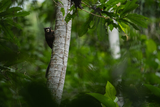 Small monkey in nature