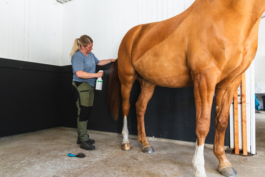Woman Applying Grooming Spray to Horse Tail
