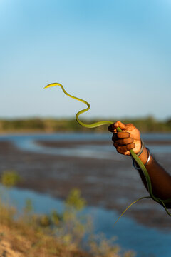 Man holding a Green Snake Near in Yala National Park, Sri Lanka