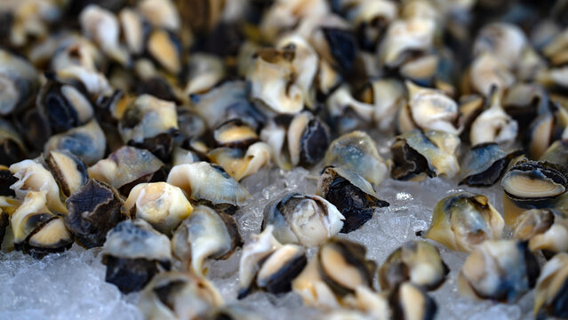 Shellfish meat pile. Shellfish texture closeup. Raw shellfish pieces. Fresh shellfish seafood.