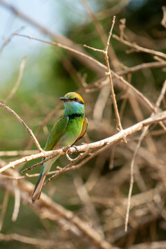 Colorful Bird on Branch. Safari. Yala narional park, Sri Lanka