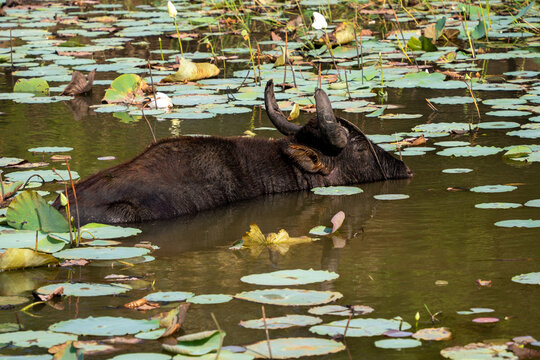 Water Buffalo Rests in a Pond Surrounded by Lily Pads