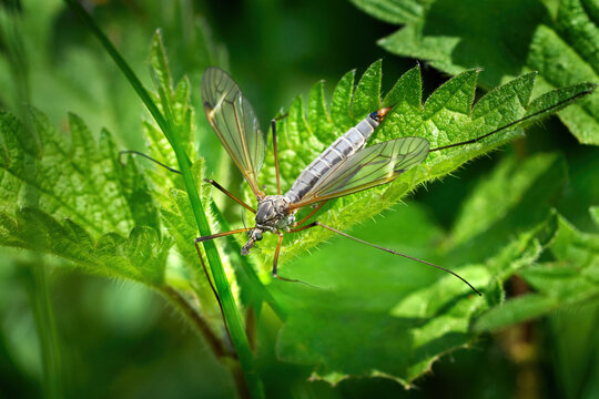 Tipula luna - Schnake, Weibchen im Fr&uuml;hling auf den gr&uuml;nen Bl&auml;ttern einer Pflanze - Schwenninger Moos, Villingen-Schwenningen, Deutschland