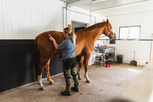 Rancher Brushing Chestnut Horse in Utility Room