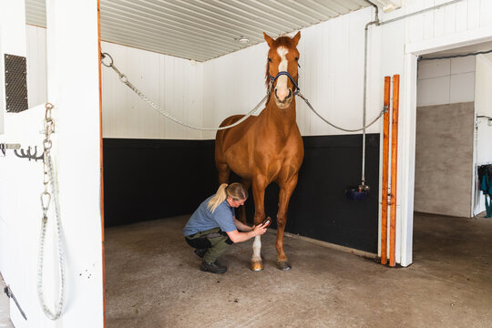 Professional Horse Grooming Session in White Stable