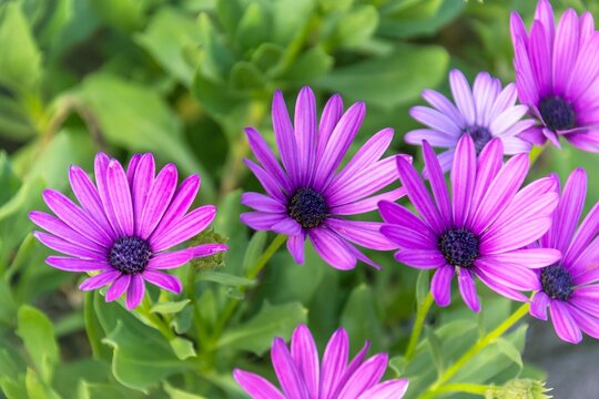 fleurs Marguerite du Cap violettes, en gros plan