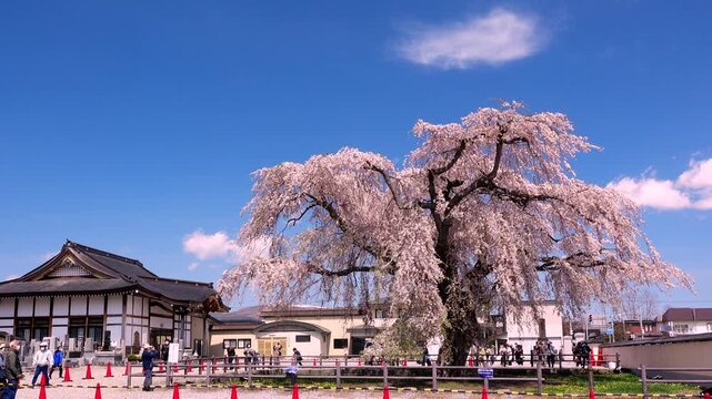法亀寺のしだれ桜