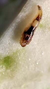   Syrphidae. Los s&iacute;rfidos. Una larva de la mosca de las flores. 