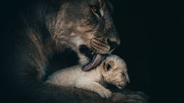 Lioness gently grooms her small cub with a rough tongue in a dark environment, showcasing the deep maternal instinct and protective bond shared between the adult feline and her vulnerable offspring.