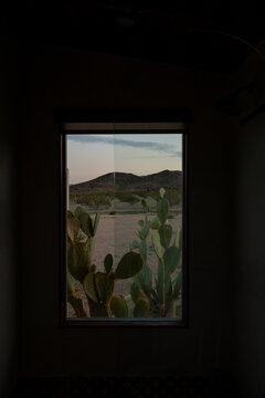 Cactus in Window