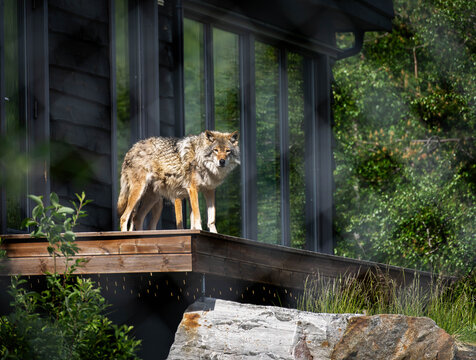 Grey wolf standing on wooden terrace of modern cottage in polar park