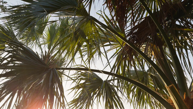Palm Trees and Summer Sunlight