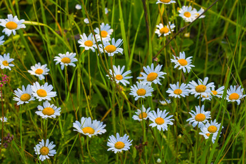 Fototapeta premium closeup white chamomile flowers in green grass