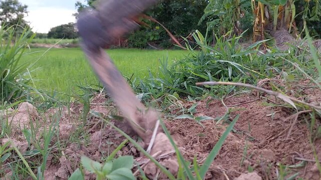 Close up of a hoe digging and tilling dry soil to prepare for planting.