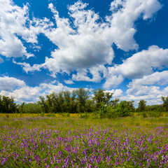 summer forest glade  covered by wild flowers © Yuriy Kulik