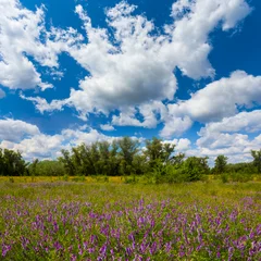 summer forest glade  covered by wild flowers © Yuriy Kulik