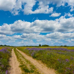 ground road among green prairie covered by flowers, summer  outdoor scene © Yuriy Kulik