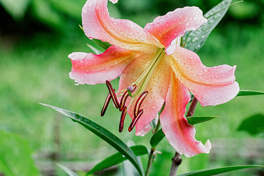 Lilium OT hybrid Robina pink yellow blooming lily closeup in garden