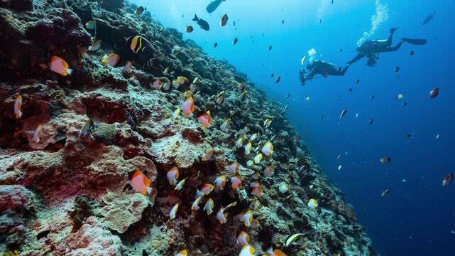  SCUBA Divers swim along deep tropical coral reef with fishes in Palau marine sanctuary