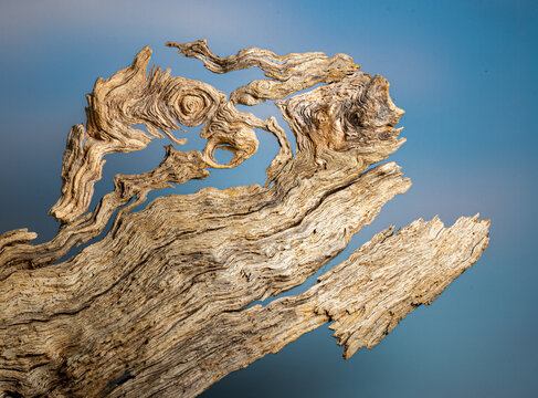Piece of driftwood held against the sky