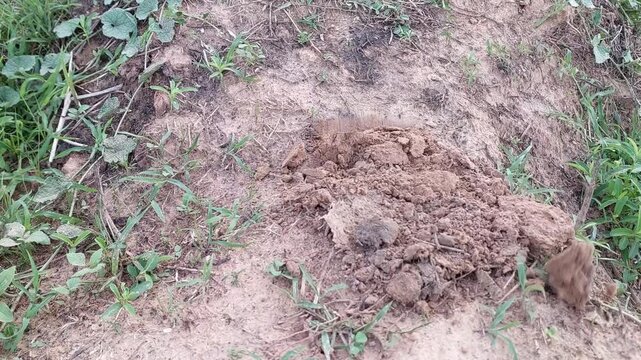 Close up of a hoe digging and tilling dry soil to prepare for planting.