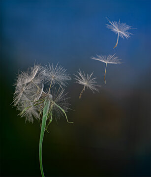 Seed head and floating seeds of a salsify plant (Tragopogon sp.) being carried by the wind for disperasal.
