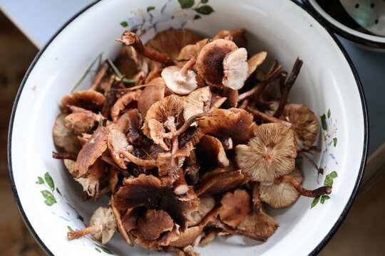 bowl of mushrooms