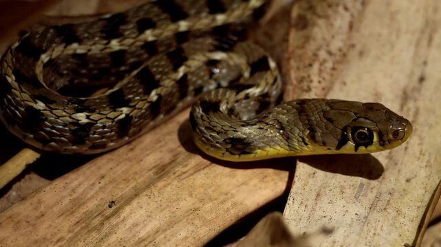 Next Closeup video of a Buff Striped Keelback (Amphiesma stolatum) snake sunbathing on dry forest leaves during the summer season in Himachal Pradesh, India.