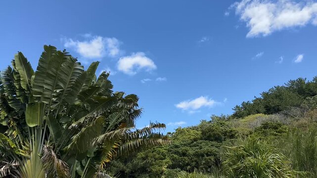 Beautiful Tropical Forest and Blue Sky Background in Amami Island Japan（蘇刈）