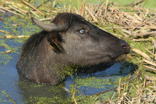 Close-up portrait of a domestic water buffalo bathing in a pond covered with duckweed