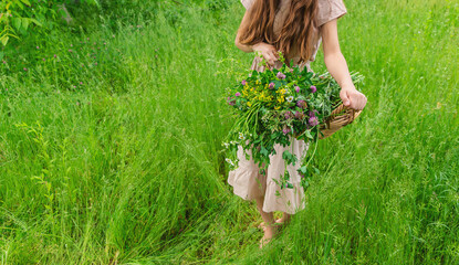 Fototapeta premium A woman collects medicinal herbs. Selective focus.