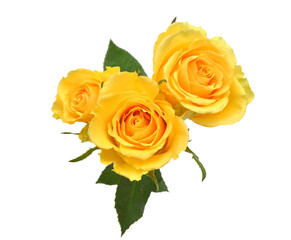 Naklejka premium Bunch of rosy roses isolated on white 