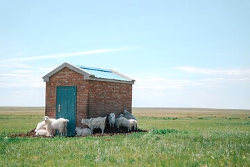 White goats gathered beside a brick hut in open grassland © DoThi