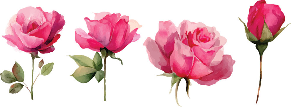 pink flowers isolated on white
